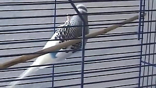 German Amateur Threesome FFM Sex Toys