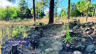 Innocent Nature Guide Pees for Your Cash