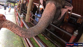 Feeding elephants and sex at home after