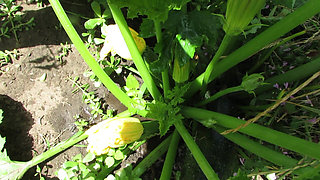 In Nature From a Cute Lady