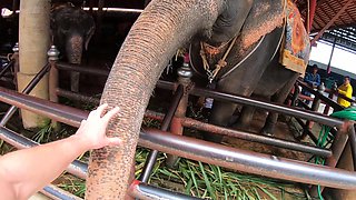 Feeding elephants and sex at home after with big ass Thai GF