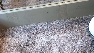 Amateur striptease and Solo masturbation