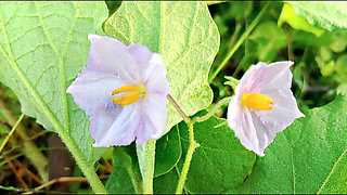 Bangla choti golpo Father-in-low and son's wife