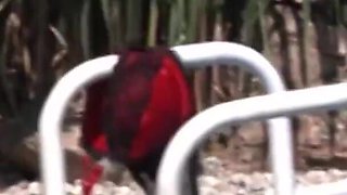 Lovely babes getting fucked in orgy by the swimming pool