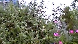 Bustys Cam Webcam Big Boobs Free Big Boobs Cam Porn Video