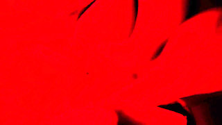 You're Destined to Lick My Soles for Hours