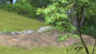 Sucking the Milky Tits of a Cow Girl