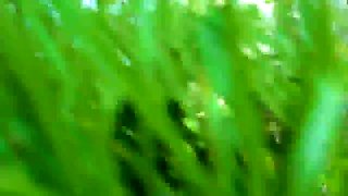 Outdoor 3some orgy Blowjobs video