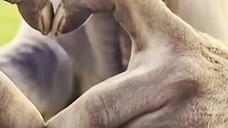 Big Tits South African Zulu BBW Orgasm