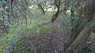 Hot Body 18 Teen Gets Fucked in the Fruit Forest - Outdoor Risky Sex