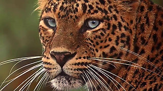 Let the Countdown Begin... Next Model Teaser