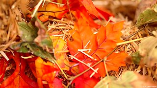 Thanksgiving Cuntry Pie - Starring: Kelly Madison