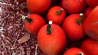 Pumpkin Smashing with Blonde Big Tits KENZIE TAYLOR for