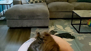 Sex Tape 46 - Christmas Blowjob in His Morning Coffee Chair
