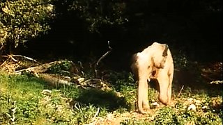 Sexy babe in vintage dress cleans cock off