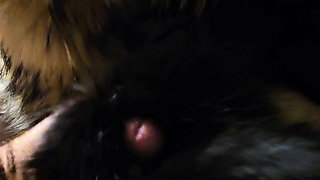 Cock buried in fur till it cums furry cum shot