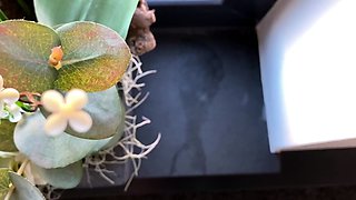 Amateur blondie solo anal masturbation