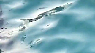 Beautiful Stepmother Takes Out Her Tits on the Beach so I Can Jerk off