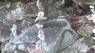 Amateur Couple's Beach Sex Tape