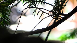 German chubby amateur sucks man cock in the park