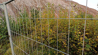 Happy Tit Slapping in Nature