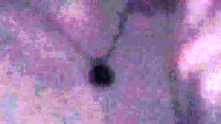 I Got Bored in Bed This Evening, so I Decided to Suck a Cock and Play with My Perfect Ass